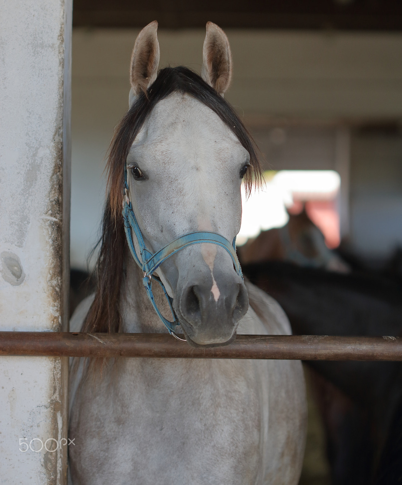 Canon EOS 750D (EOS Rebel T6i / EOS Kiss X8i) sample photo. Grey arabian horse into a stable photography