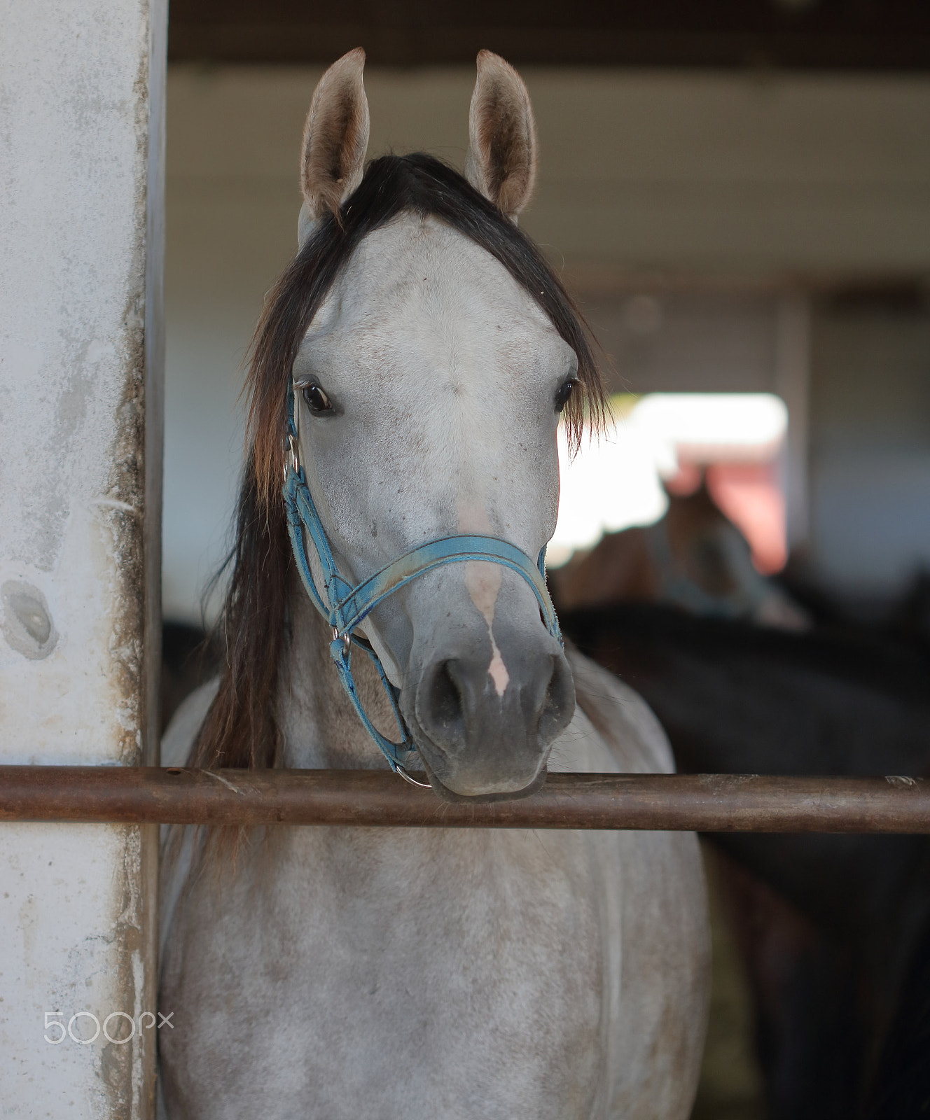 Canon EF 100mm F2.8 Macro USM sample photo. Grey arabian horse into a stable photography