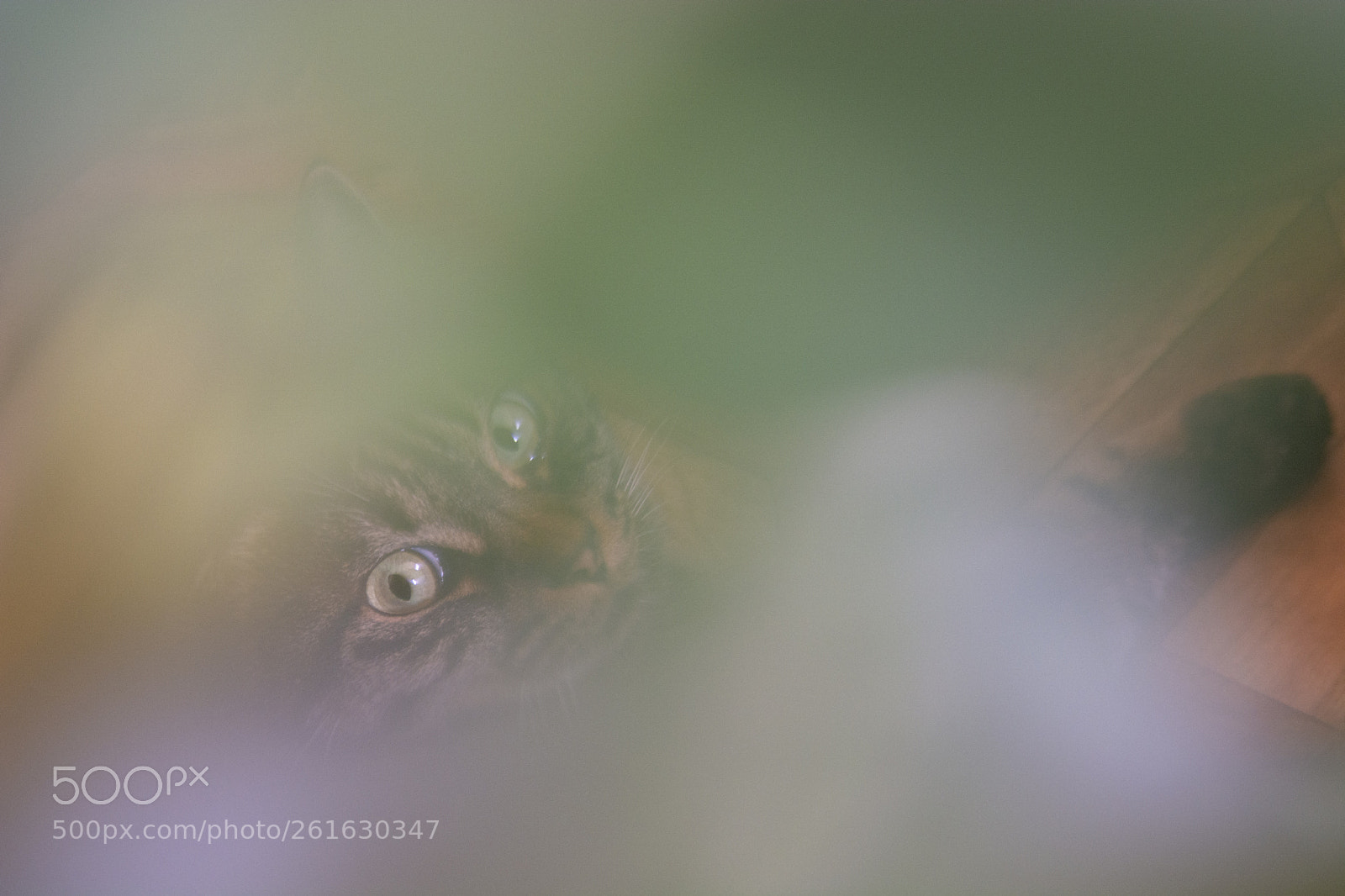Nikon D7100 sample photo. Cat's eye photography