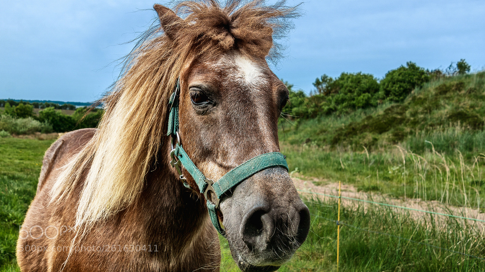 Sony ILCA-77M2 sample photo. Portrait of an icelandic photography