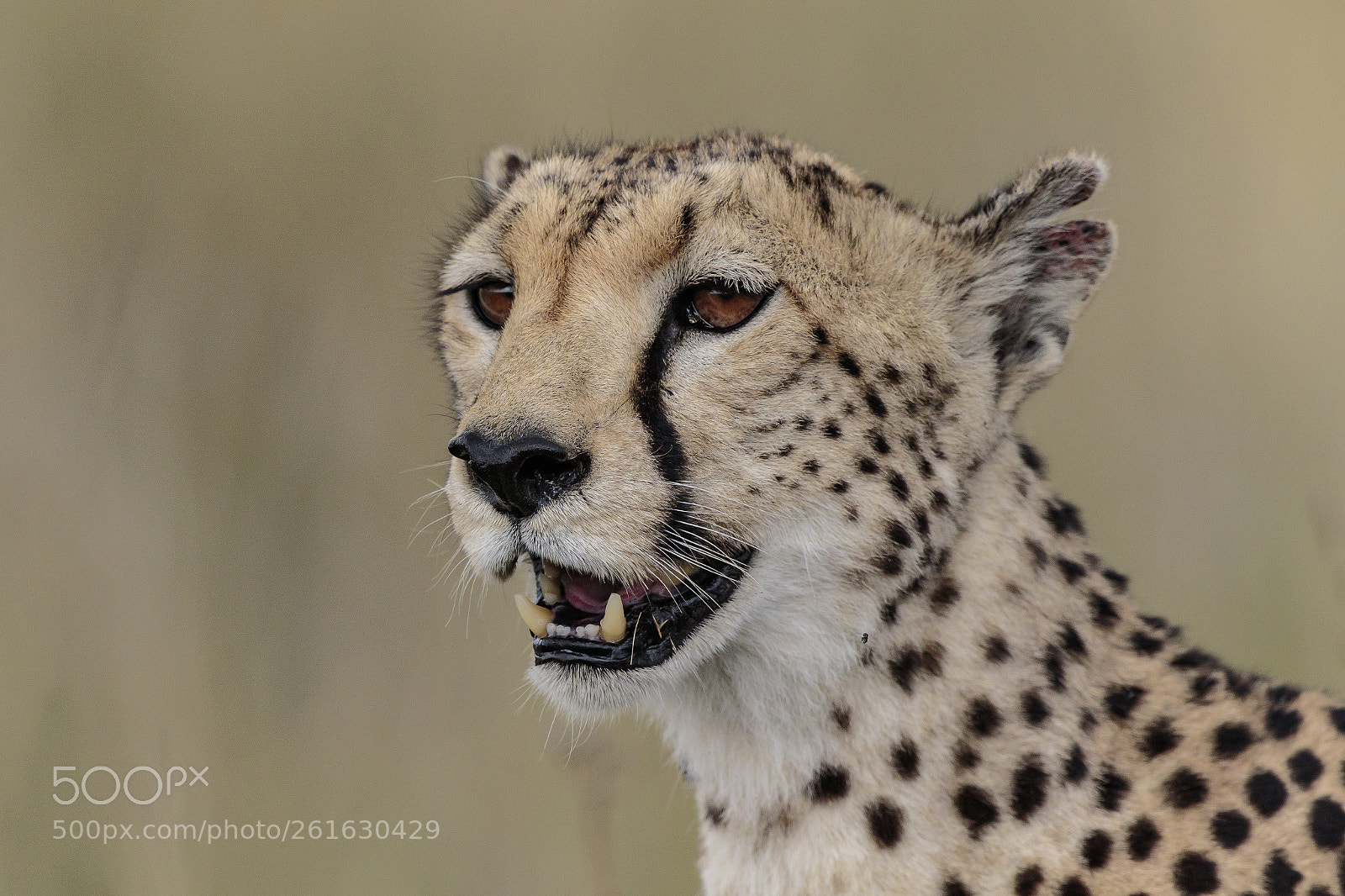 Canon EOS 7D Mark II sample photo. Cheetah portrait photography