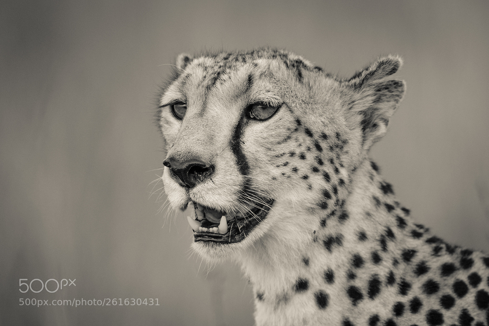 Canon EOS 7D Mark II sample photo. Cheetah portrait - b photography