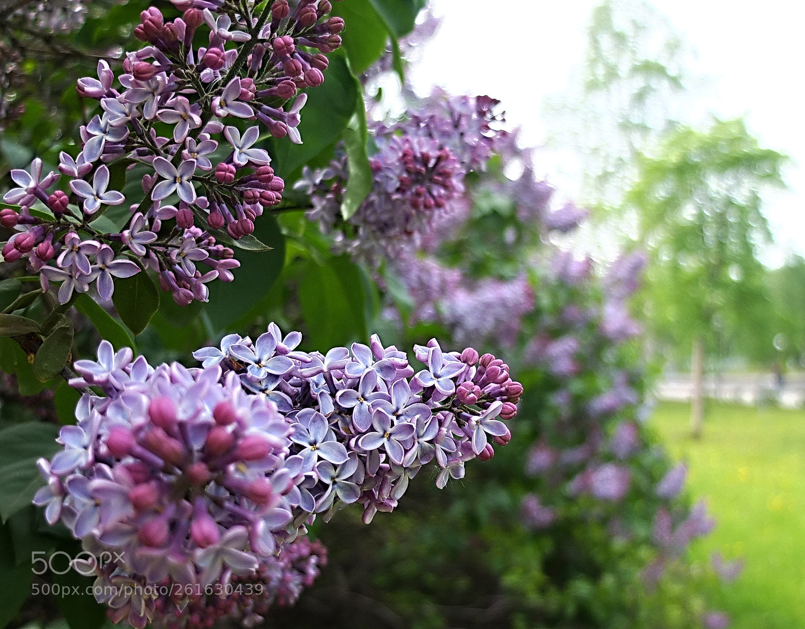 Fujifilm X10 sample photo. сирень photography