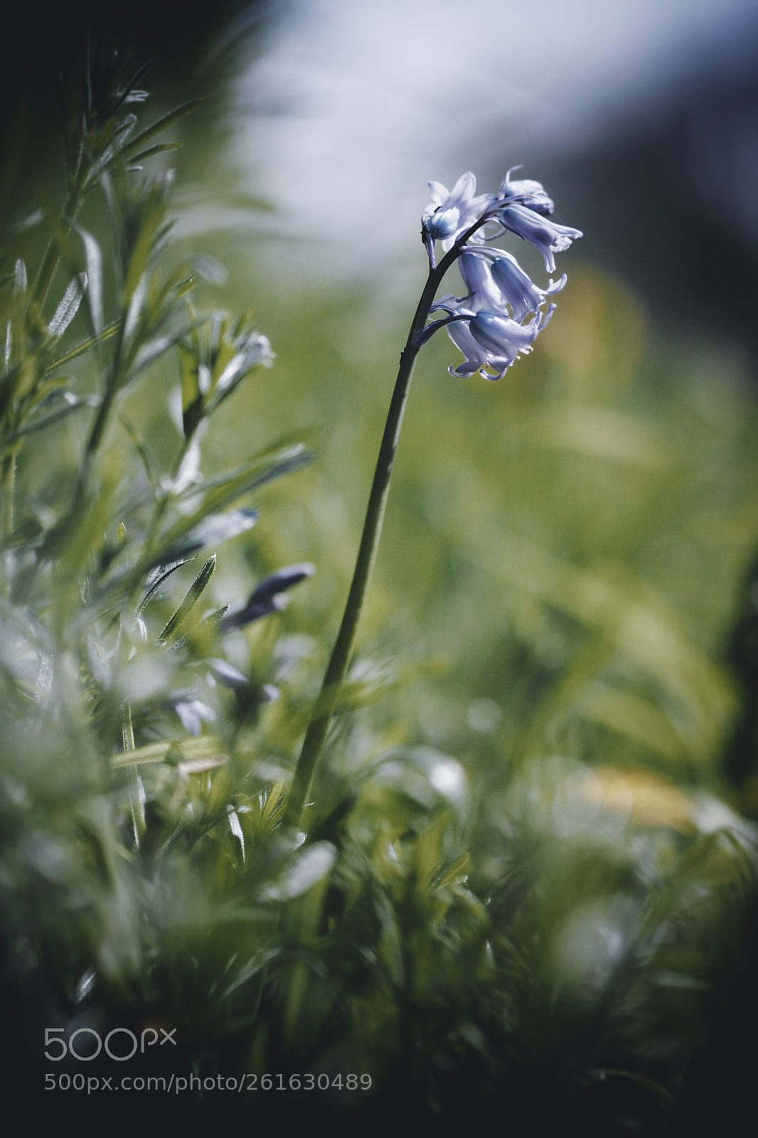 Olympus OM-D E-M5 II sample photo. About to miss ... photography