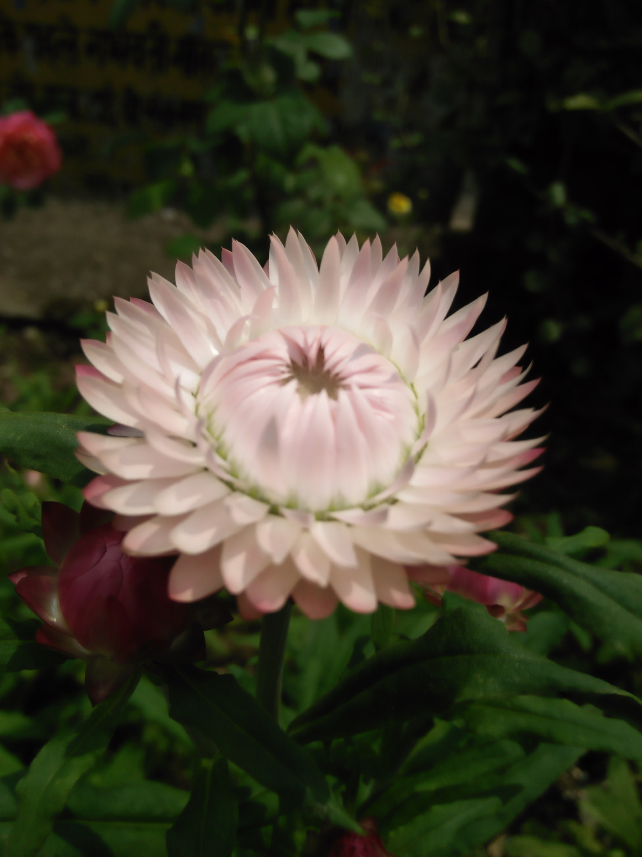 OPPO A37fw-International sample photo
