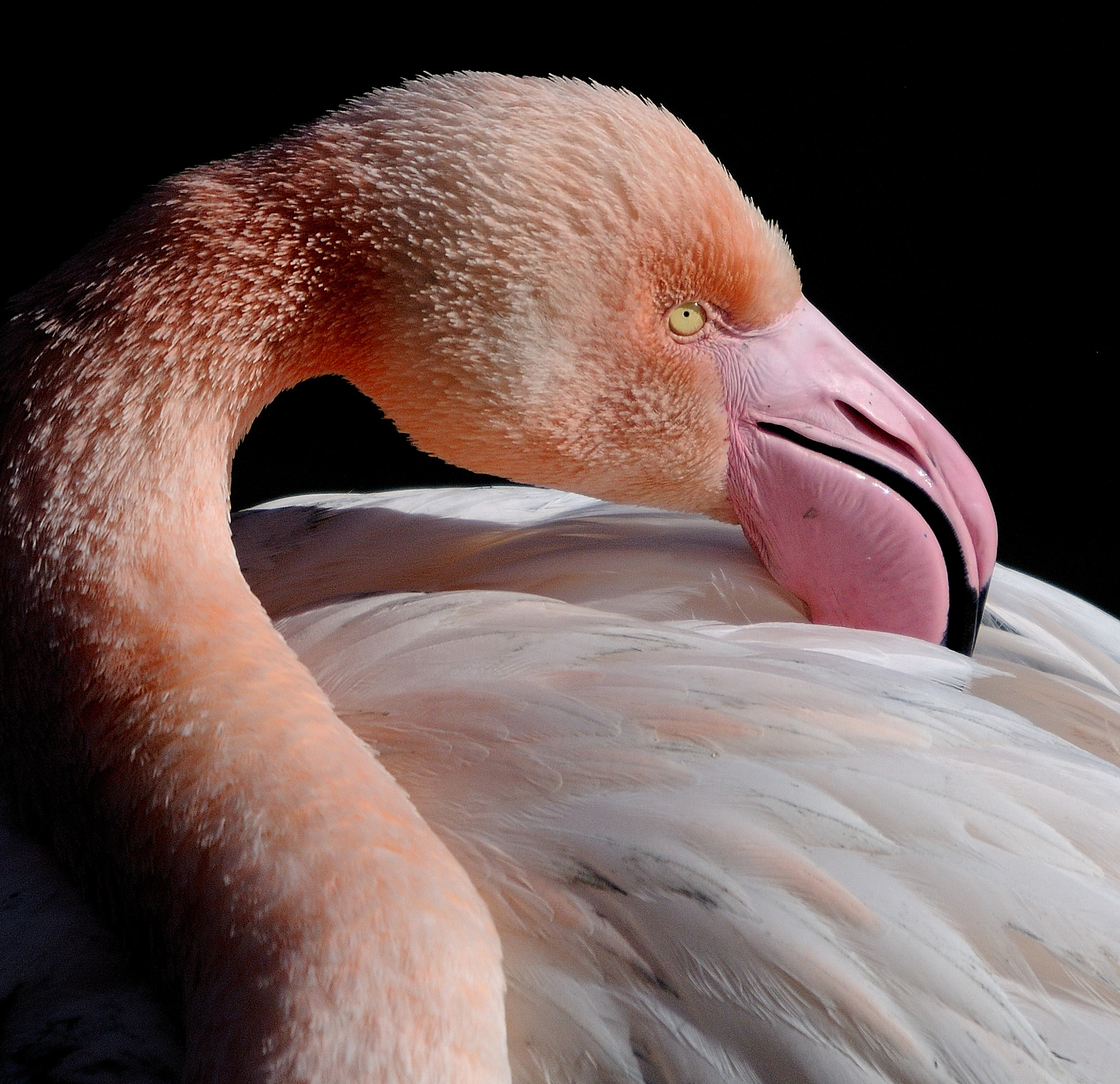 Nikon D300 + Sigma 120-400mm F4.5-5.6 DG OS HSM sample photo. Flamingo in camargue. photography