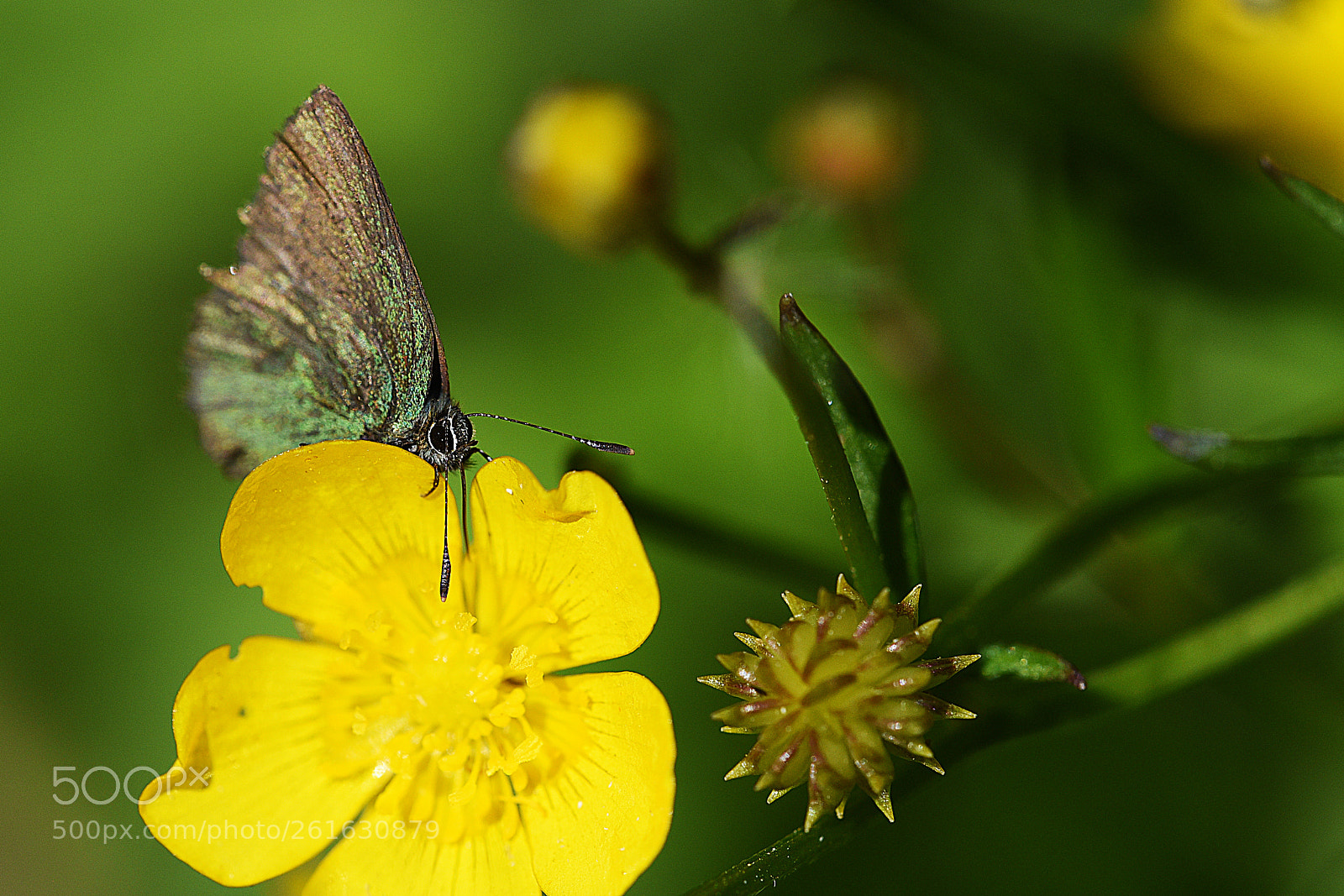 Nikon D750 sample photo. Green & yellow photography