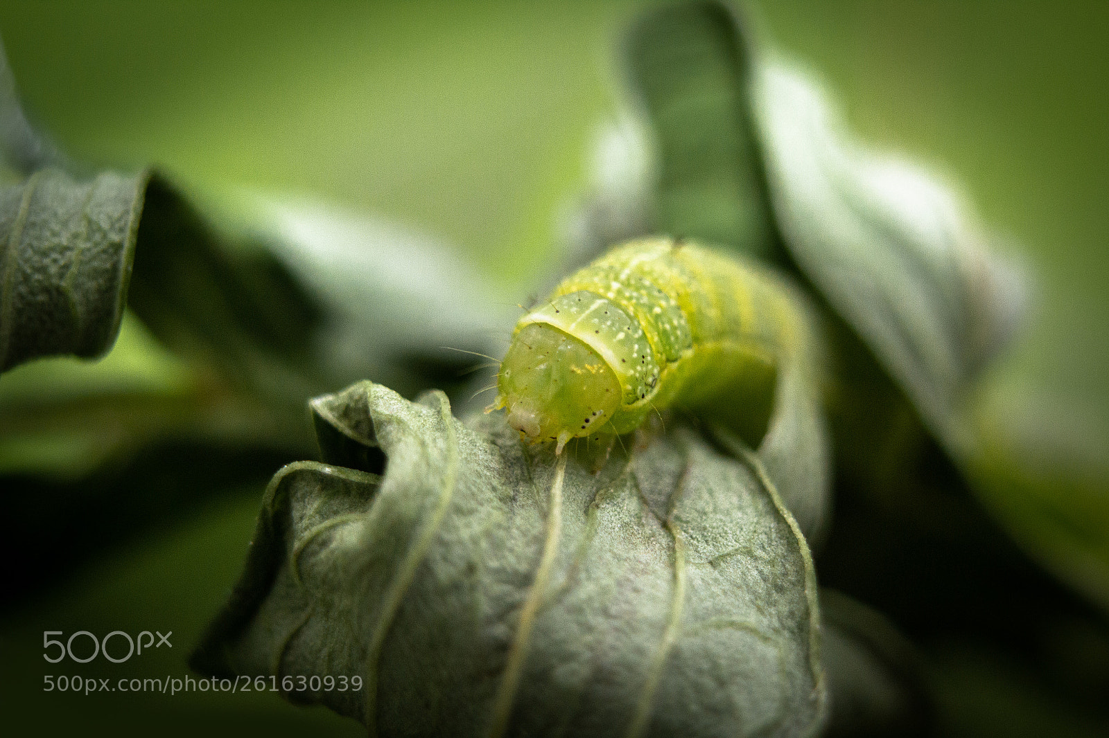 Canon EOS 550D (EOS Rebel T2i / EOS Kiss X4) sample photo. Caterpillar photography