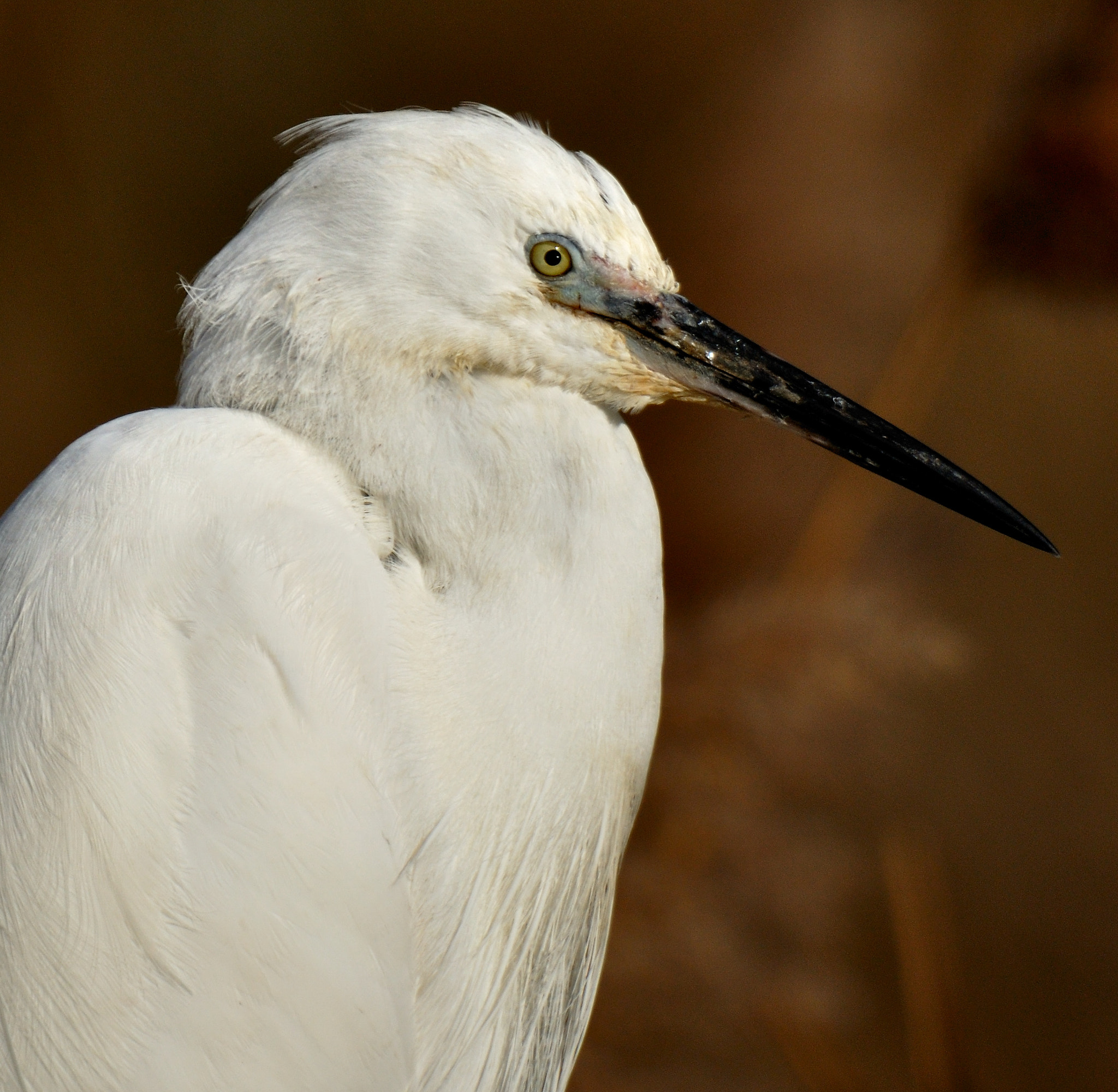 Tamron SP 150-600mm F5-6.3 Di VC USD sample photo. Egret in camargue. photography