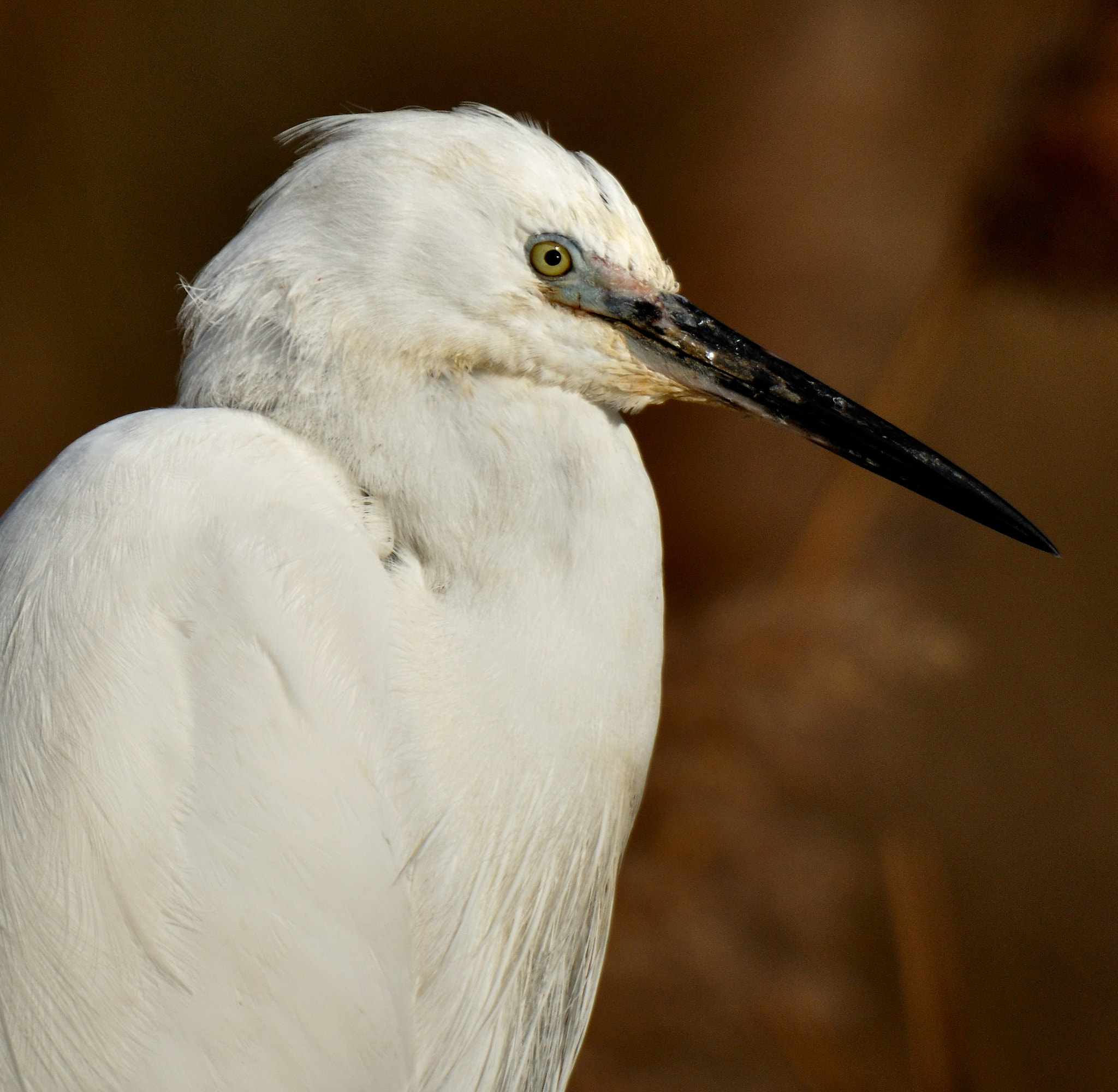 Nikon D90 sample photo. Egret in camargue. photography