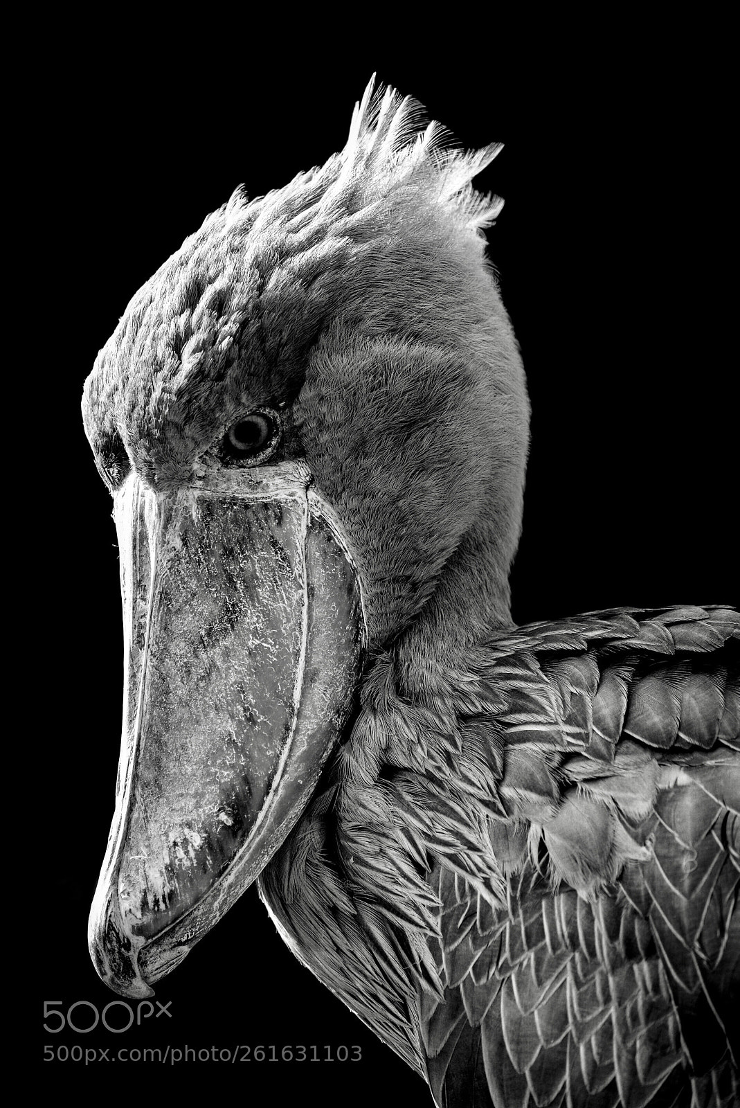 Nikon D600 sample photo. Shoebill photography