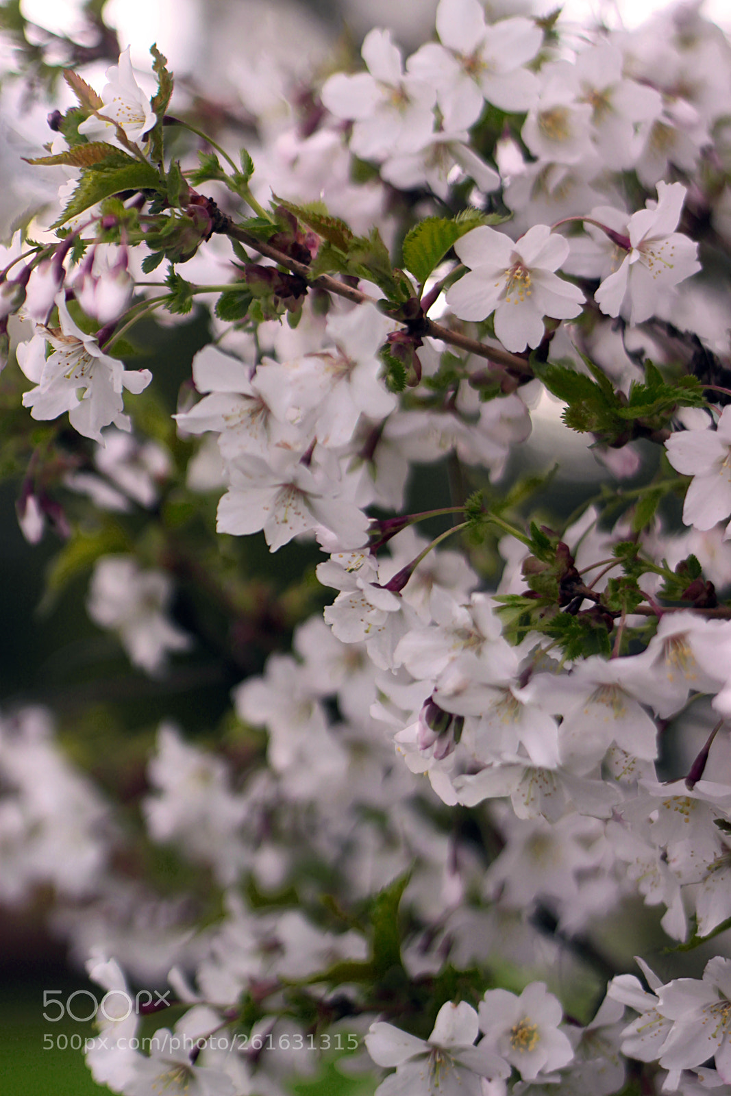Canon EOS 500D (EOS Rebel T1i / EOS Kiss X3) sample photo. Cherrytree flowers photography