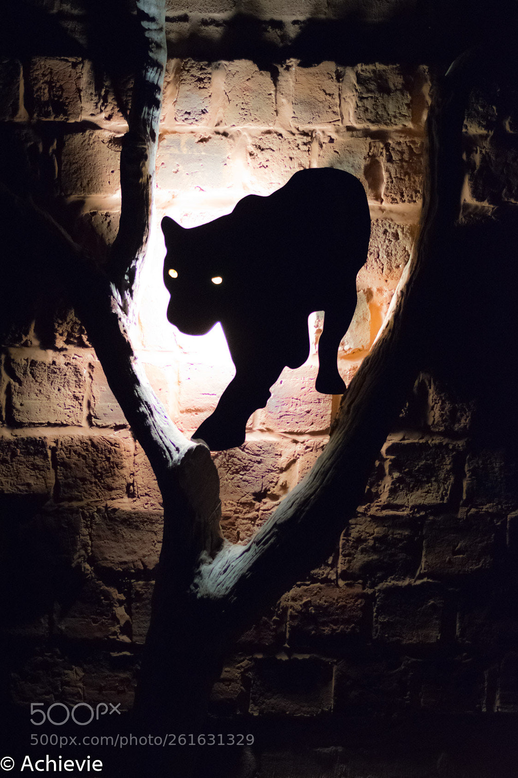 Nikon D3300 sample photo. Black leopard camp the photography