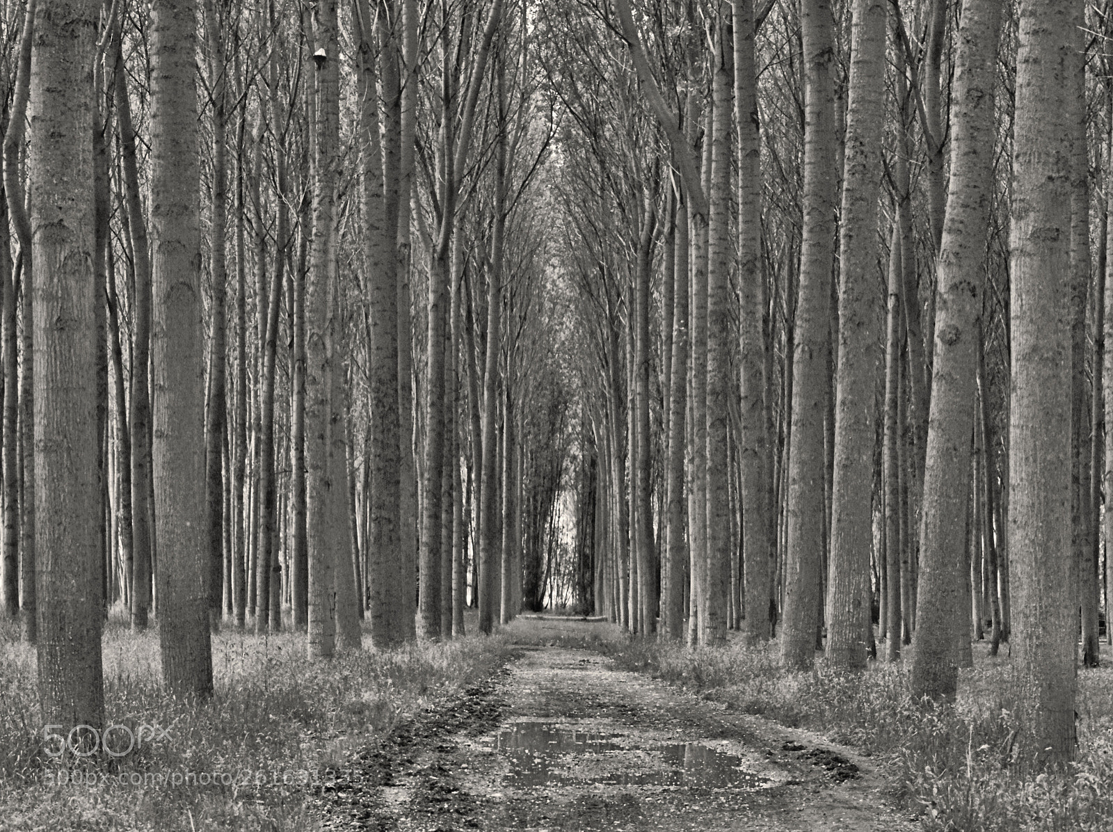 Nikon D3300 sample photo. En el bosque, le photography