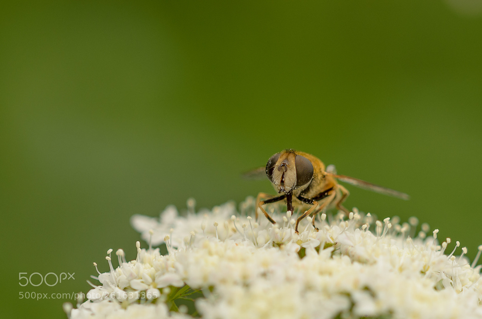 Nikon D5100 sample photo. Hoverfly photography