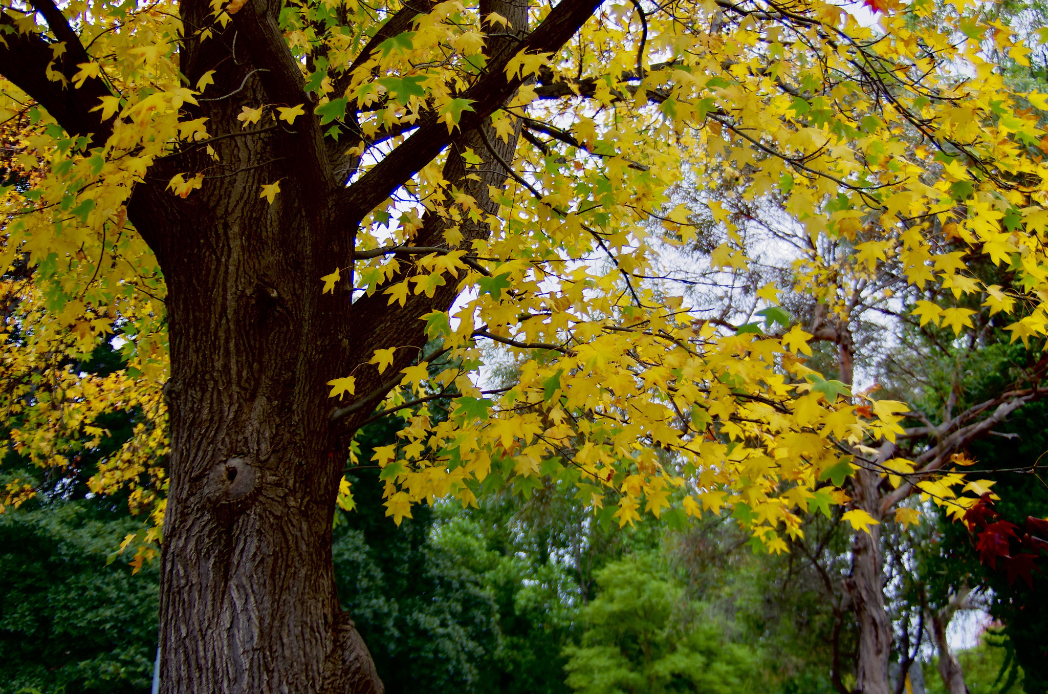 Pentax K-5 IIs sample photo. Tree photography