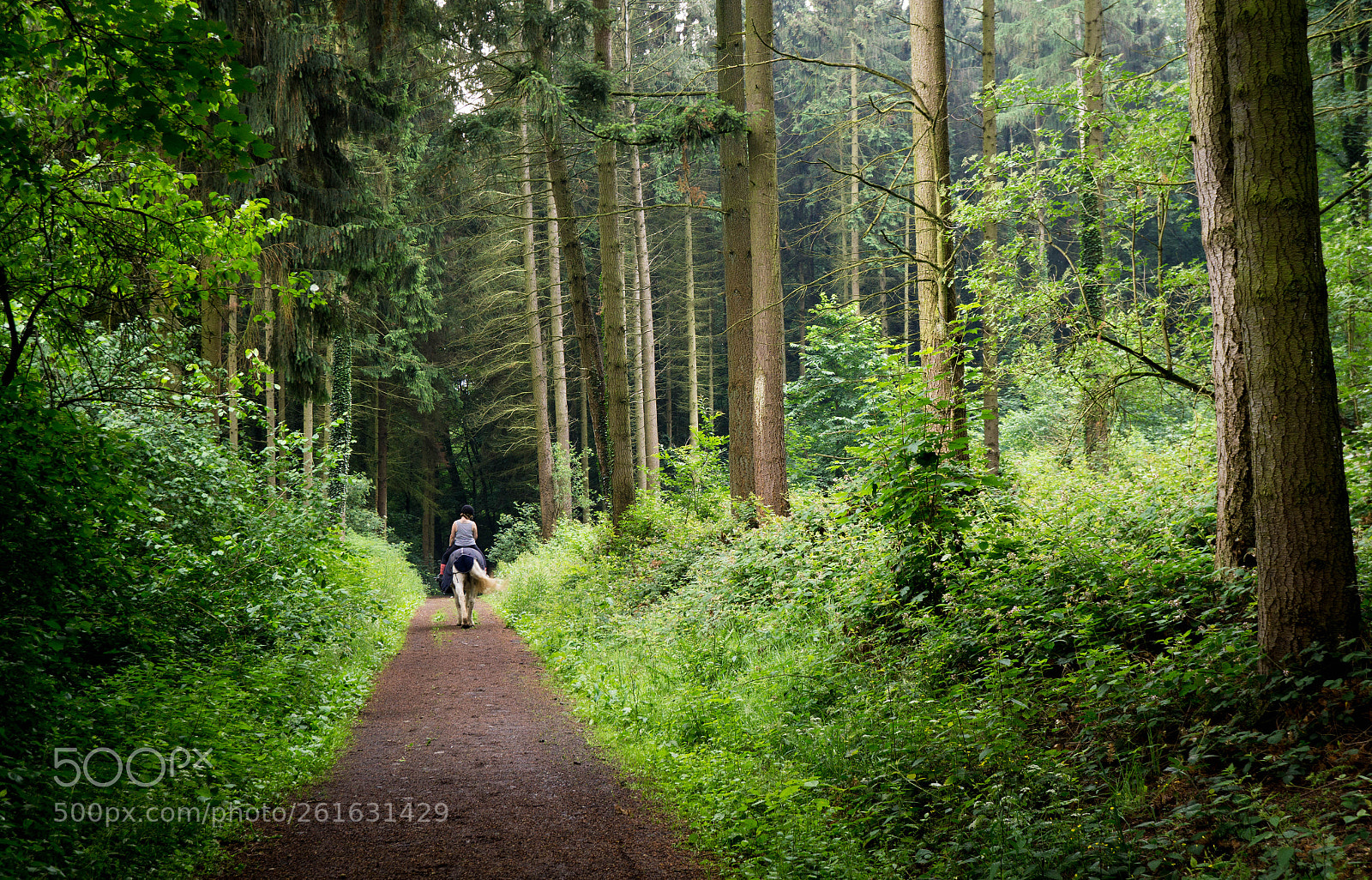 Sony a6000 sample photo. Lonely forest photography