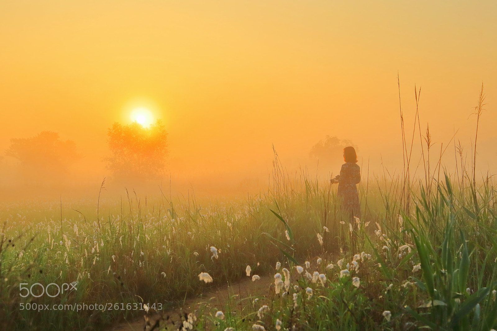 Canon EOS 6D sample photo. In the fog photography