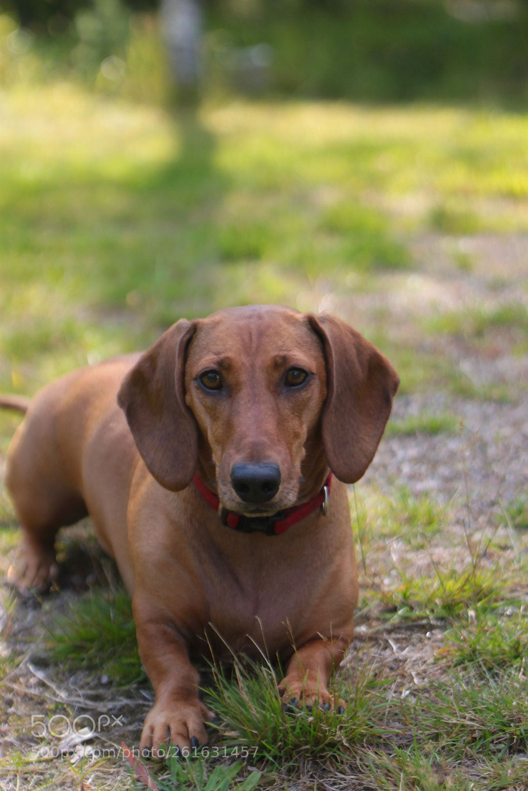 Canon EOS 500D (EOS Rebel T1i / EOS Kiss X3) sample photo. Dachshund portrait photography