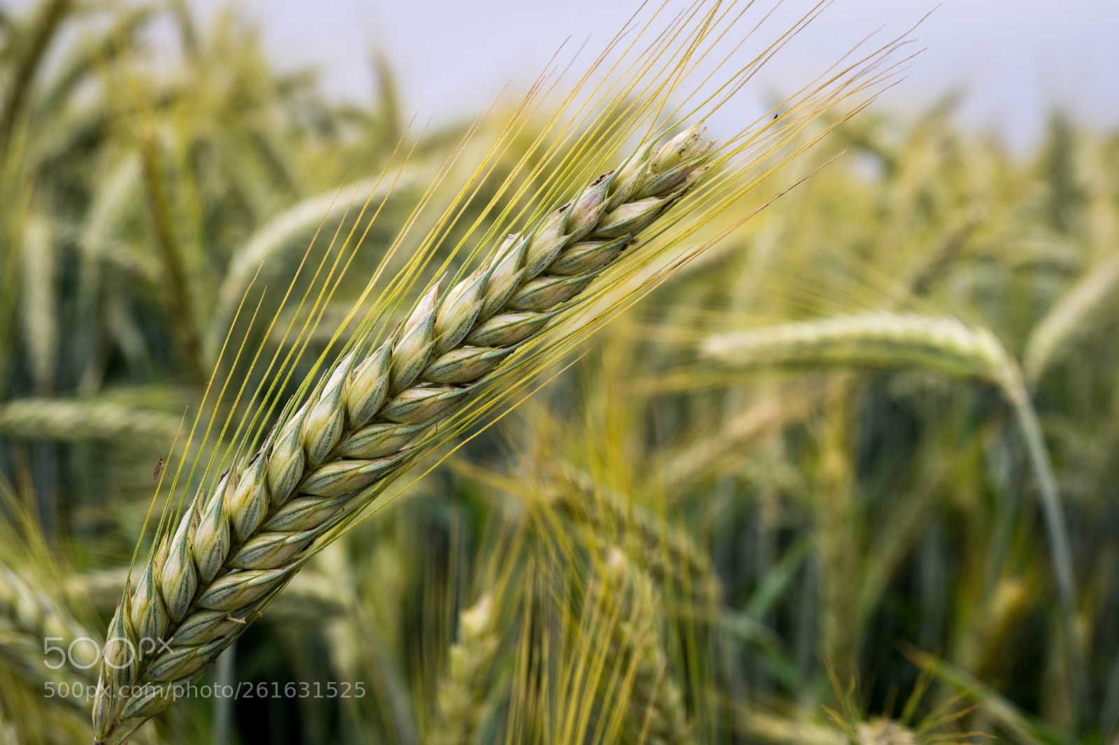 Sony a6000 sample photo. Wheat photography