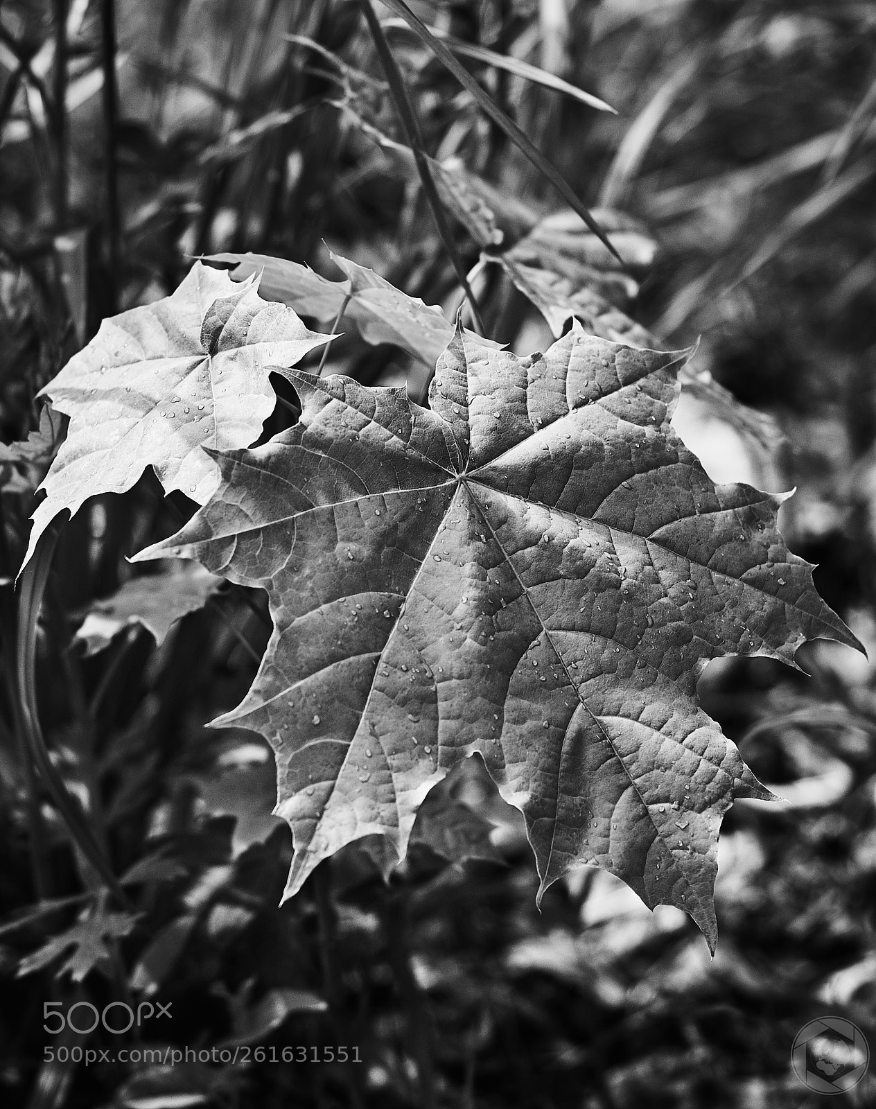 Canon EOS 1300D (EOS Rebel T6 / EOS Kiss X80) sample photo. Bw photography