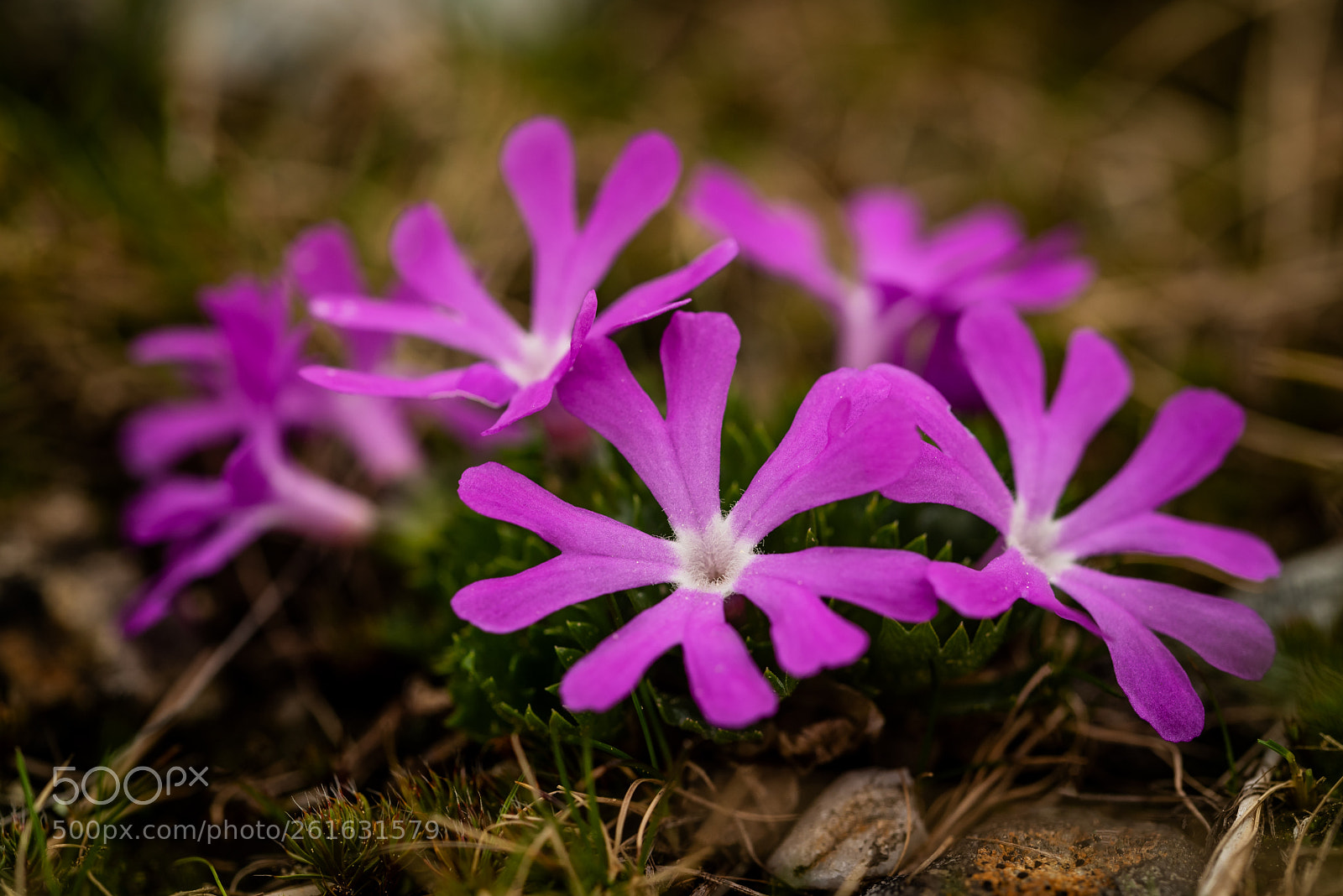 Nikon D750 sample photo. Prvosenka nejmenší photography