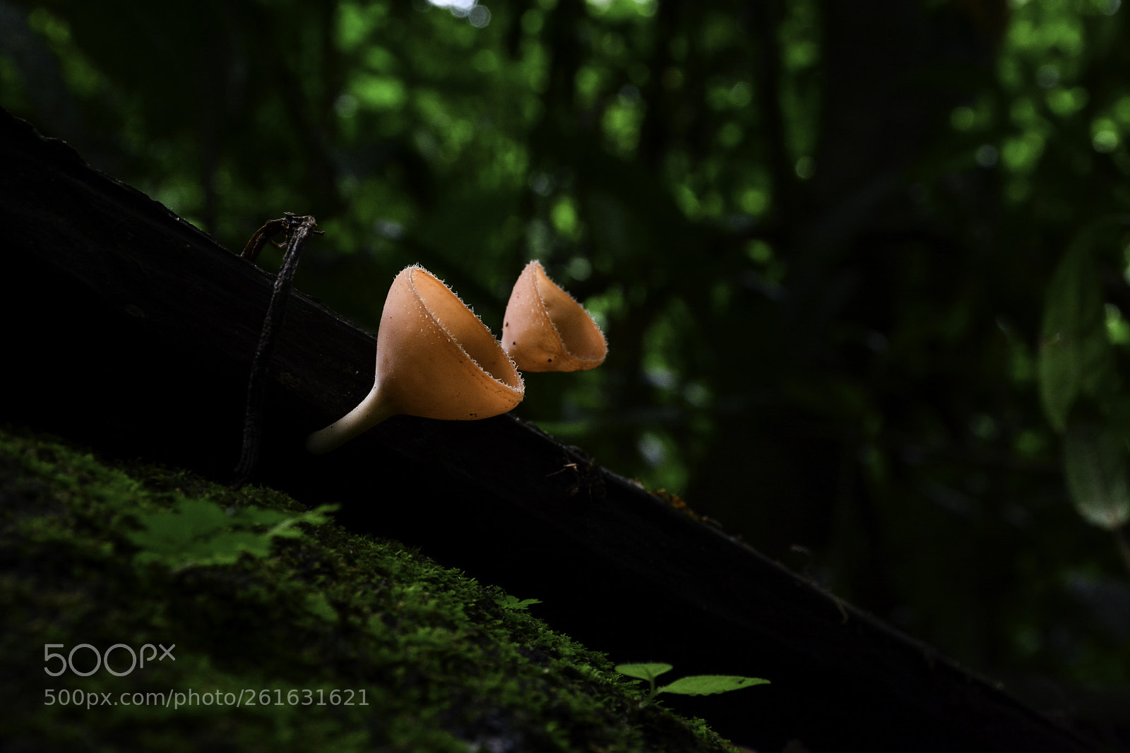 Nikon D7100 sample photo. Champagne mushrooms photography