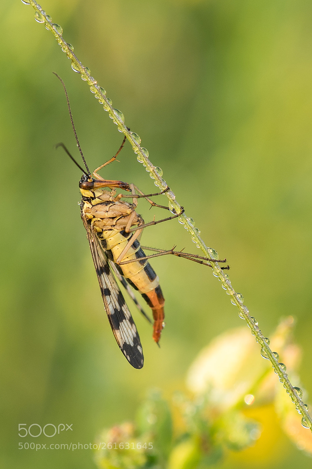 Nikon D500 sample photo. Mecoptera photography