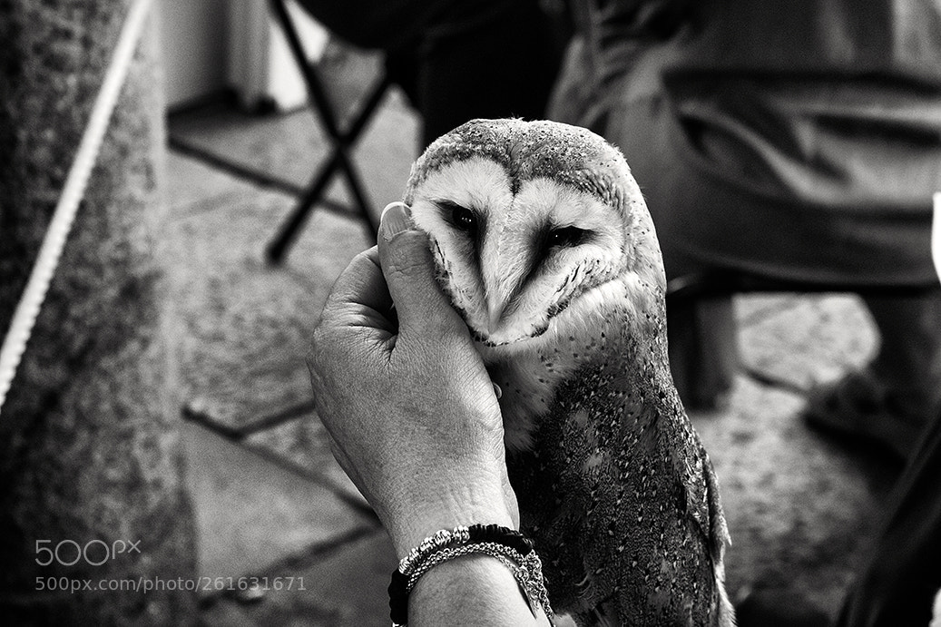 Canon EOS 1300D (EOS Rebel T6 / EOS Kiss X80) sample photo. Barn owl at the photography