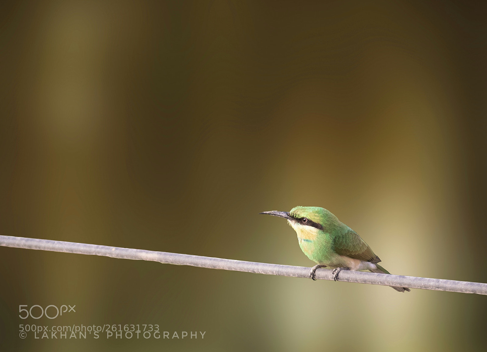Canon EOS 1300D (EOS Rebel T6 / EOS Kiss X80) sample photo. Green bee eater photography