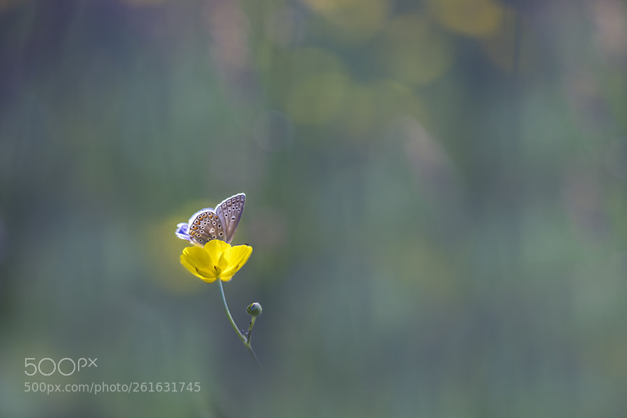 Canon EOS 5D Mark IV sample photo. Le butineur photography