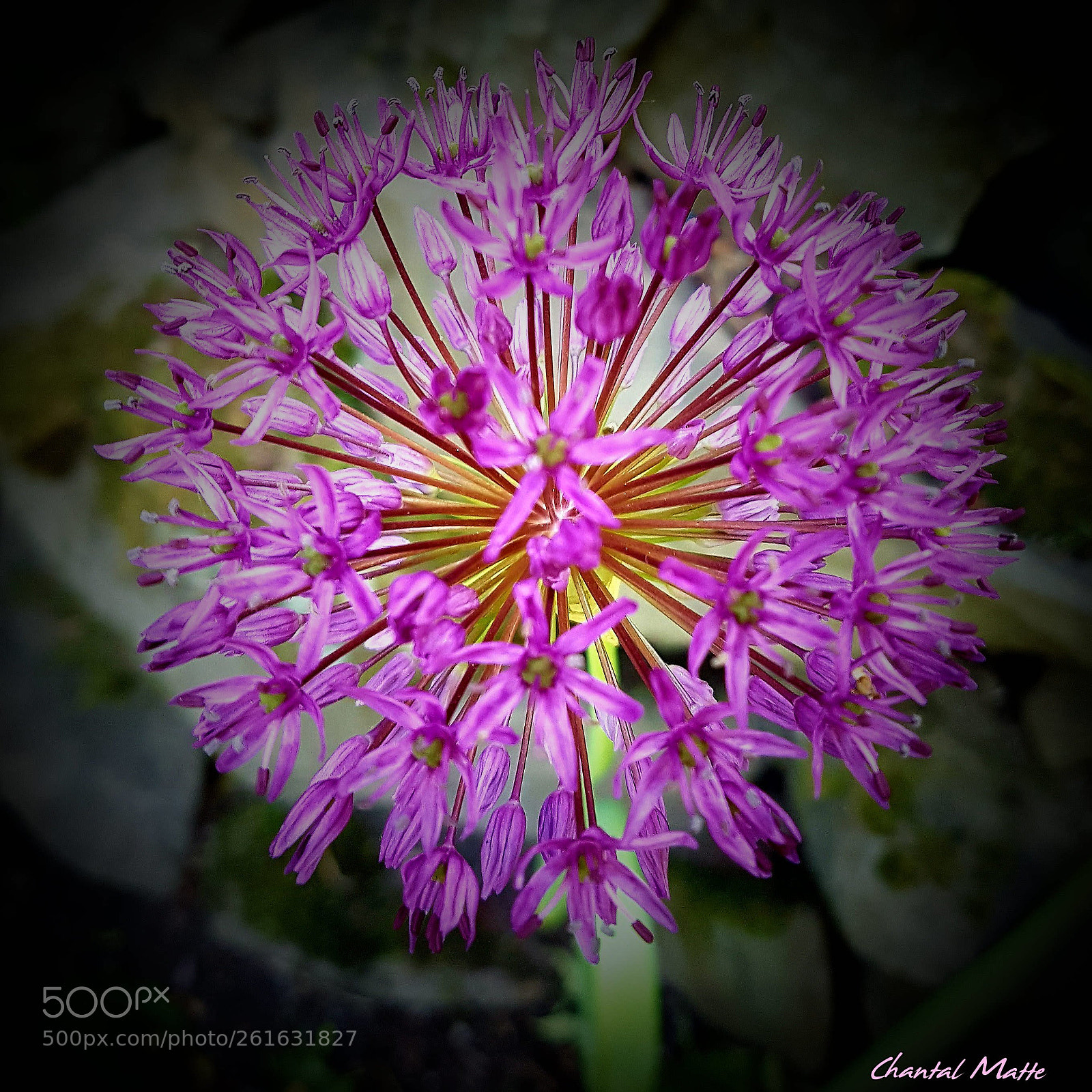 Samsung Galaxy S7 sample photo. Garlic photography