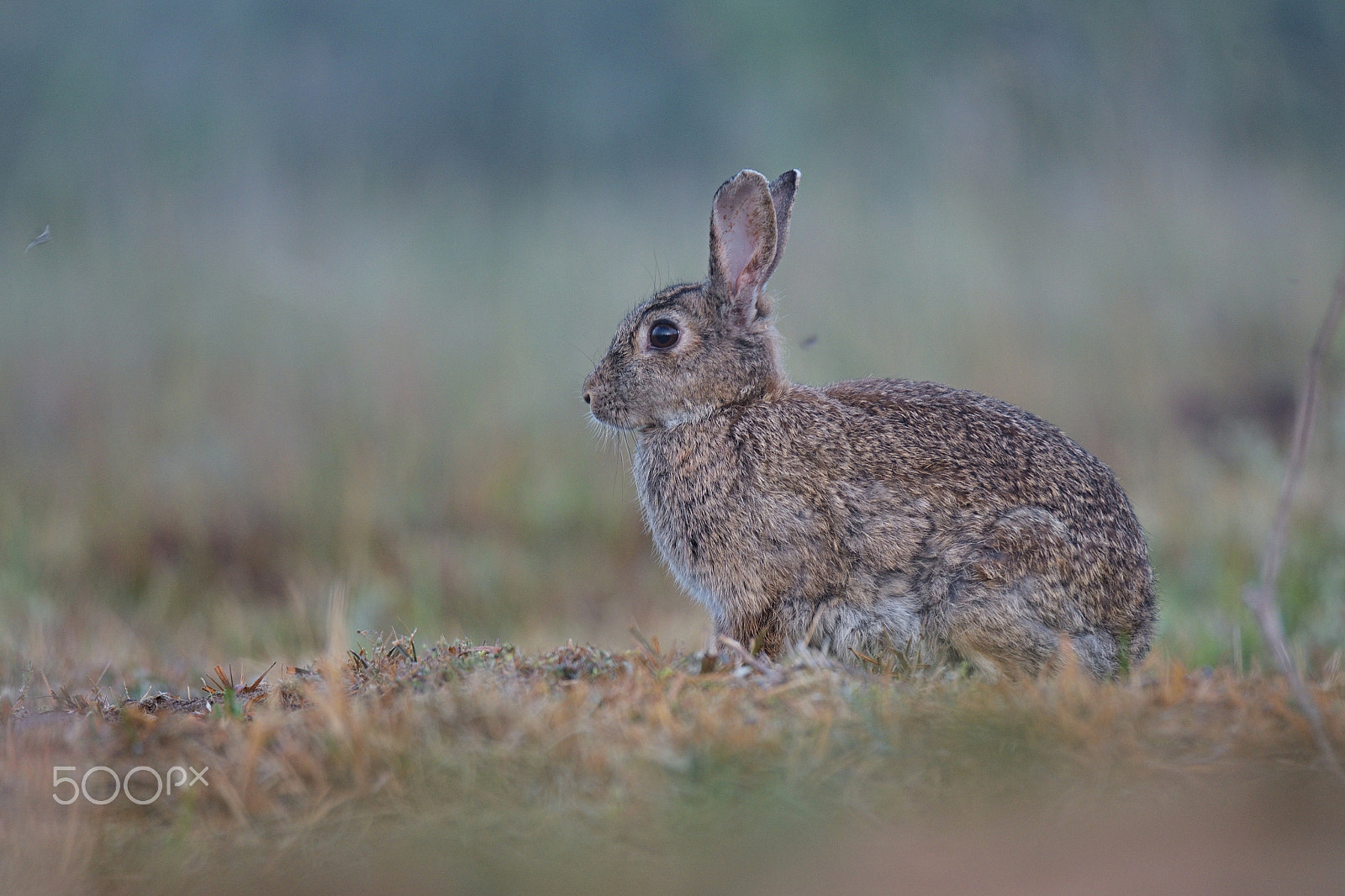 Nikon D750 sample photo. Oryctolagus photography