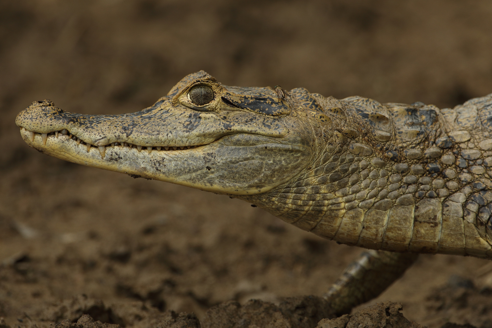 Canon EF 500mm F4L IS USM sample photo. Spectacled caiman - babilla photography