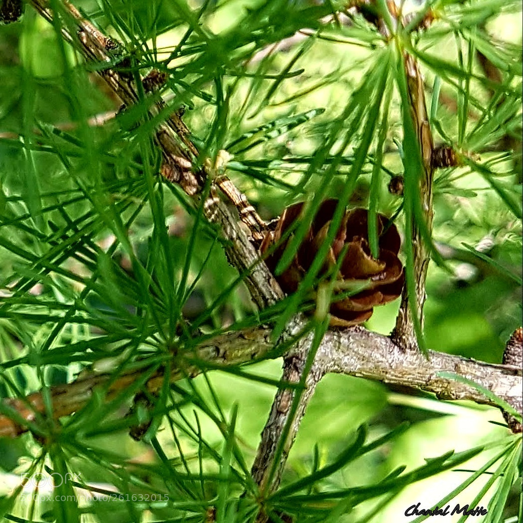Samsung Galaxy S7 sample photo. Fruit of the larch photography