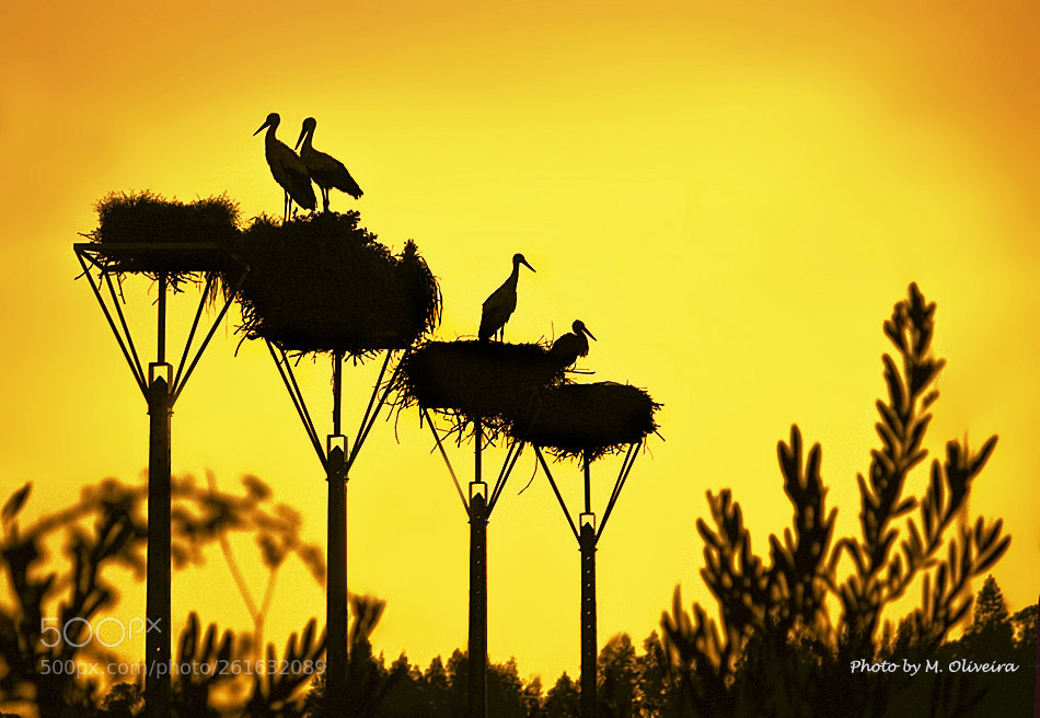 Canon EOS 450D (EOS Rebel XSi / EOS Kiss X2) sample photo. The storks at sunset photography