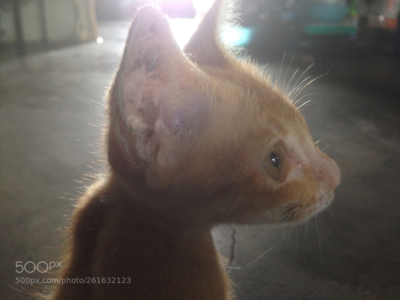 Apple iPhone 5 sample photo. Tiny cat photography