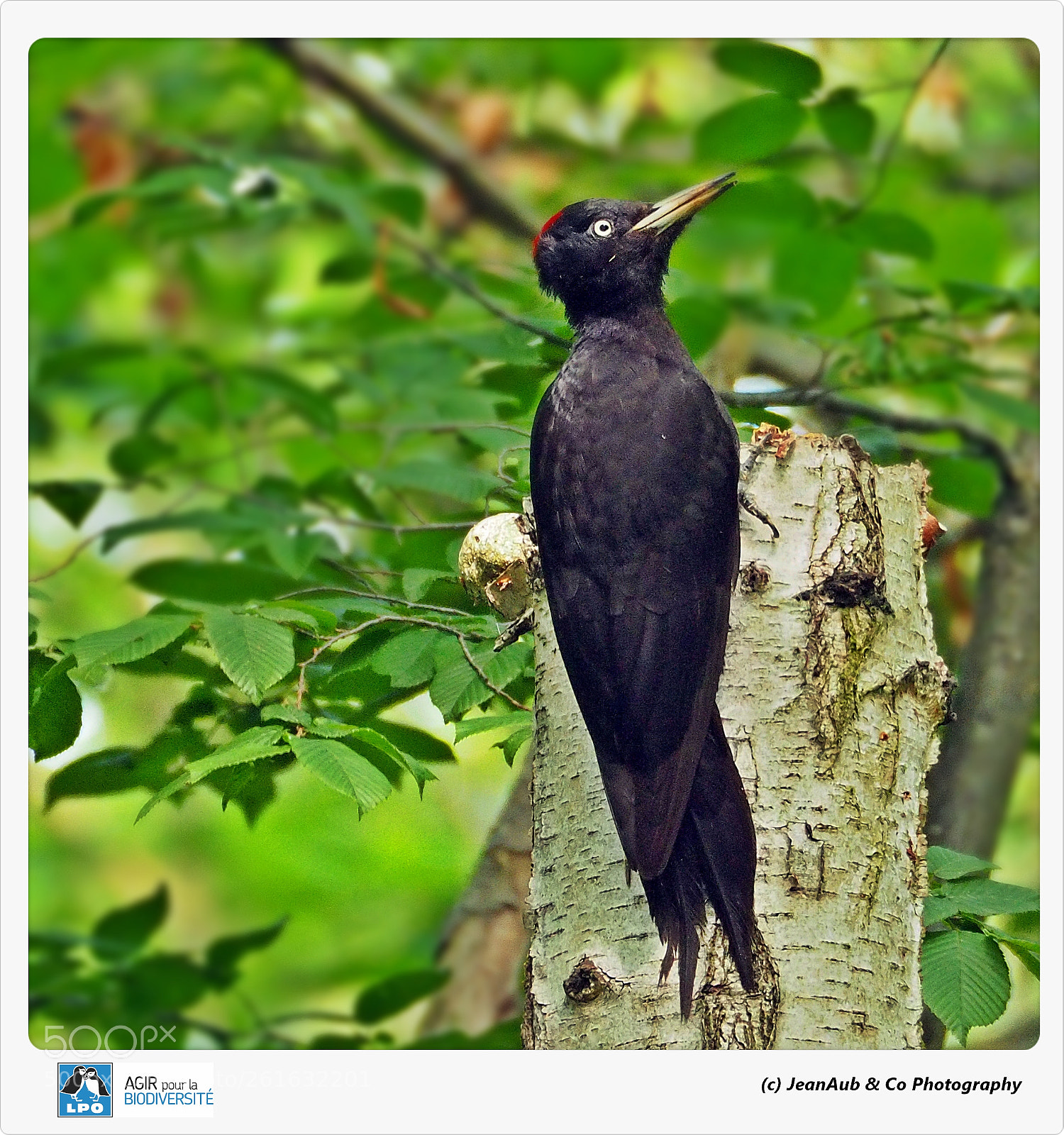 Olympus OM-D E-M5 II sample photo. Black woodpecker photography
