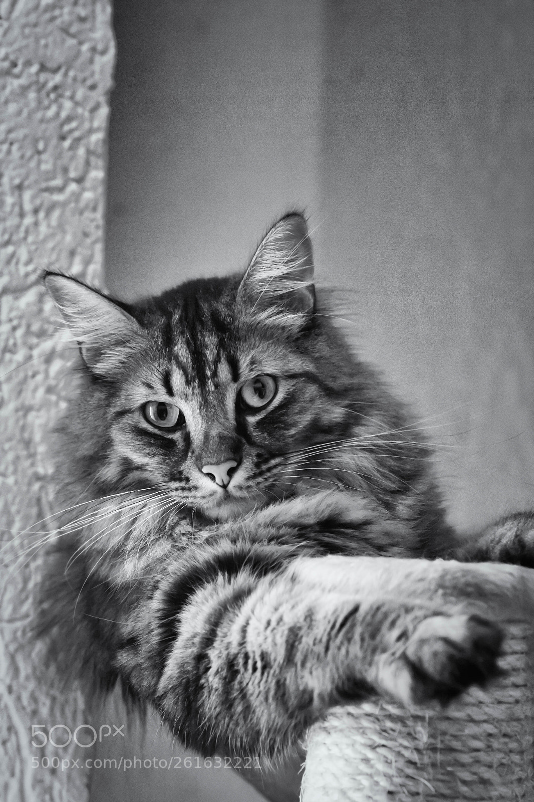 Canon EOS 60D sample photo. Hallo photography