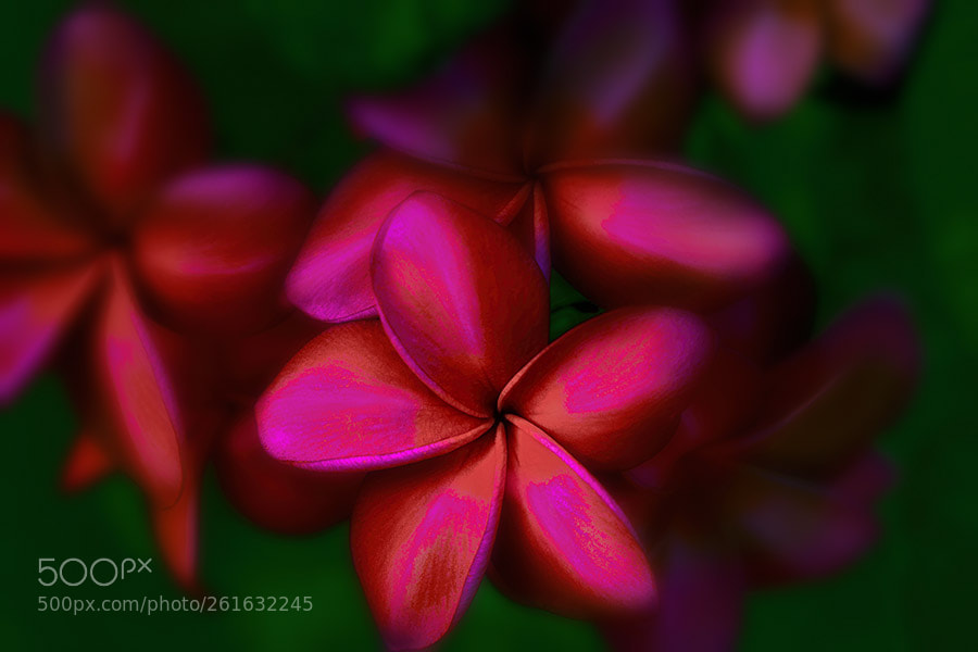 Sony a7R II sample photo. Close up of frangipani photography