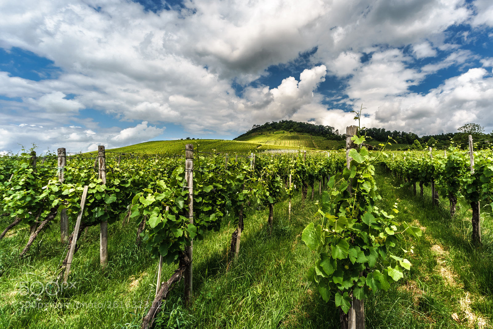 Sony a7 II sample photo. Incredibly green photography