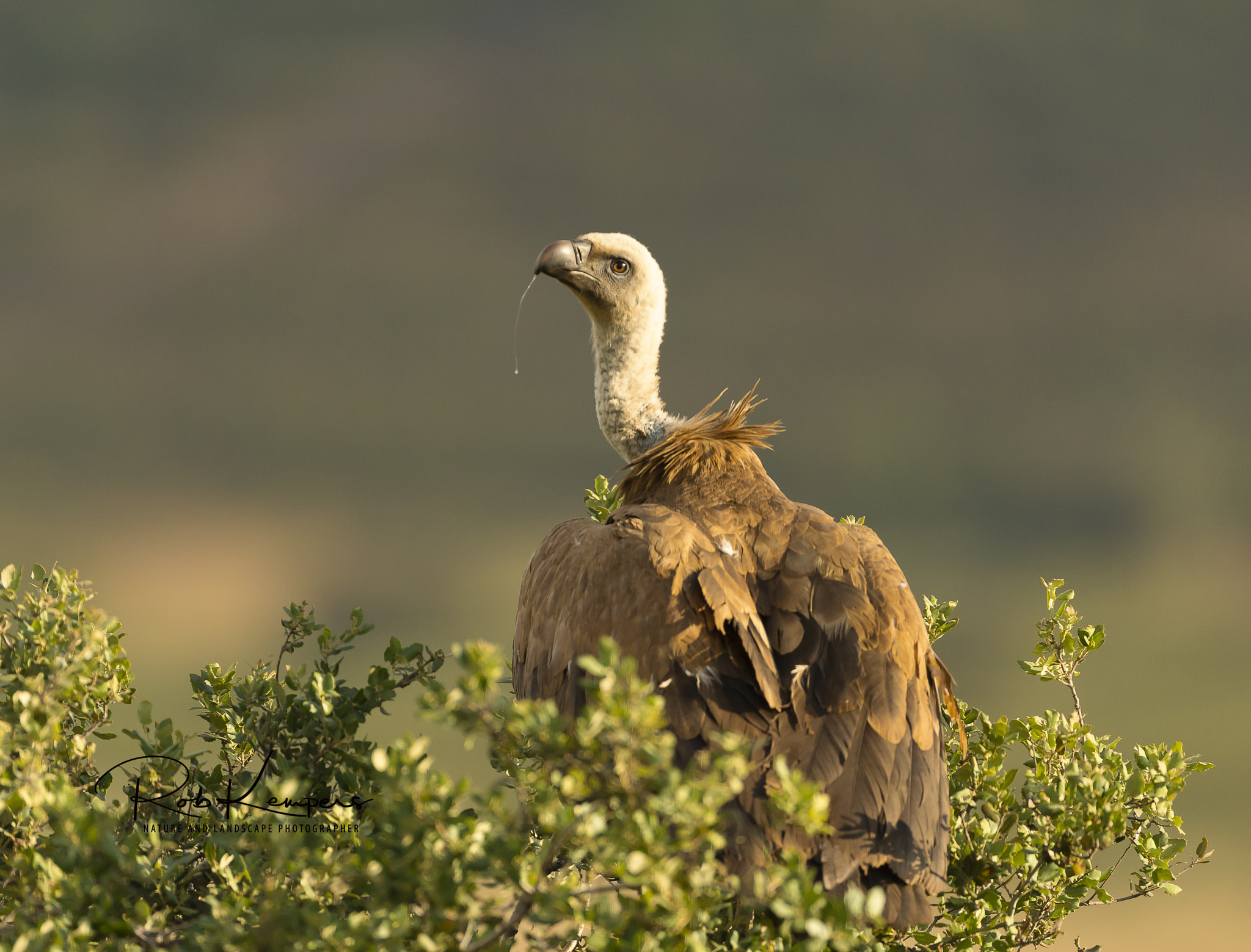 Canon EOS-1D X sample photo. Griffon vulture photography