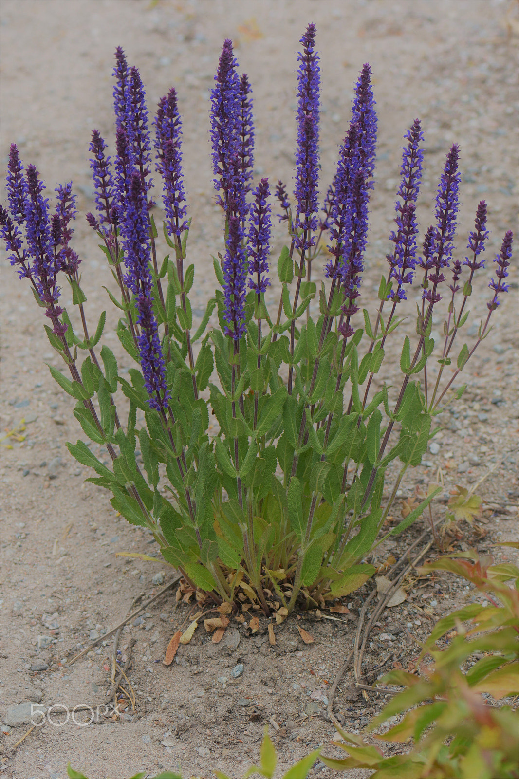 Nikon AF-S Micro-Nikkor 105mm F2.8G IF-ED VR sample photo. A lot of purple flowers in a row. photography