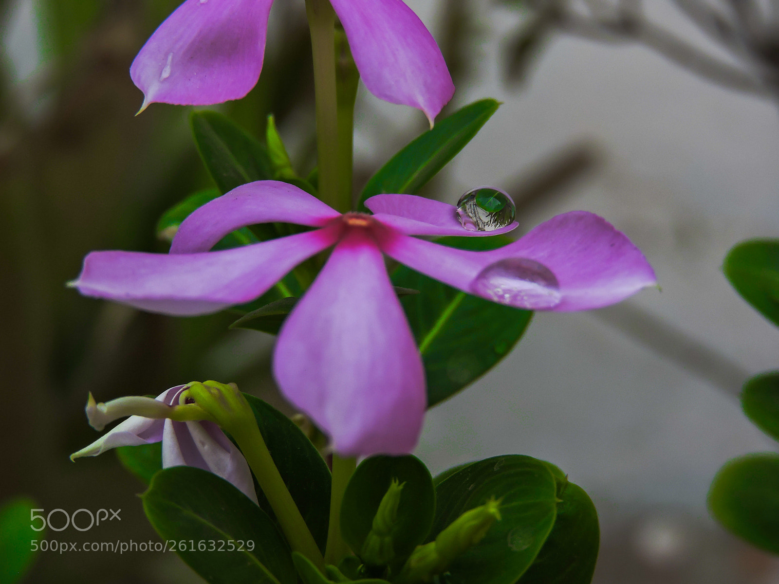 Nikon Coolpix P600 sample photo. Flower photography