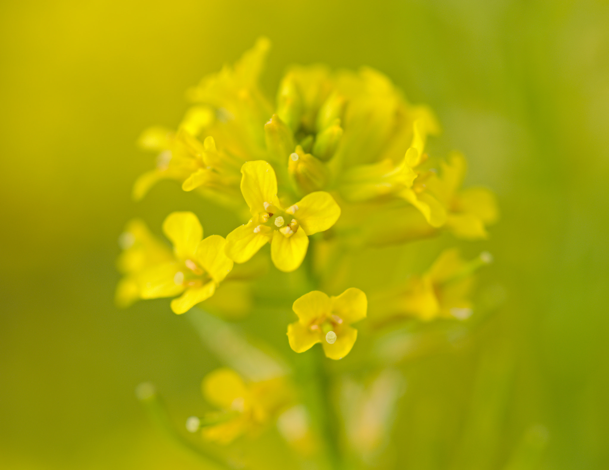 Canon EOS 80D + Canon EF 100mm F2.8L Macro IS USM sample photo. Tiny yellow flowers photography
