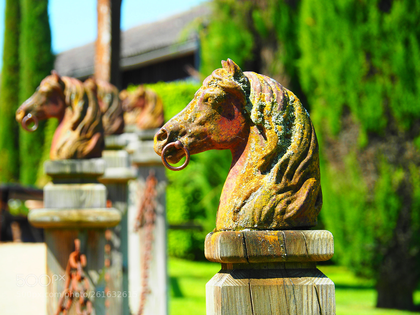 Olympus OM-D E-M5 II sample photo. Horse head photography