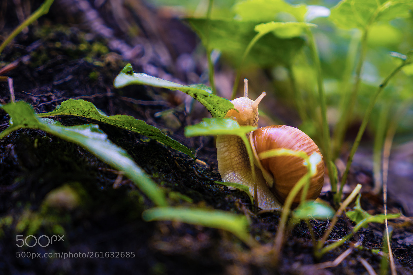 Sony a7 III sample photo. Snail at lunch photography