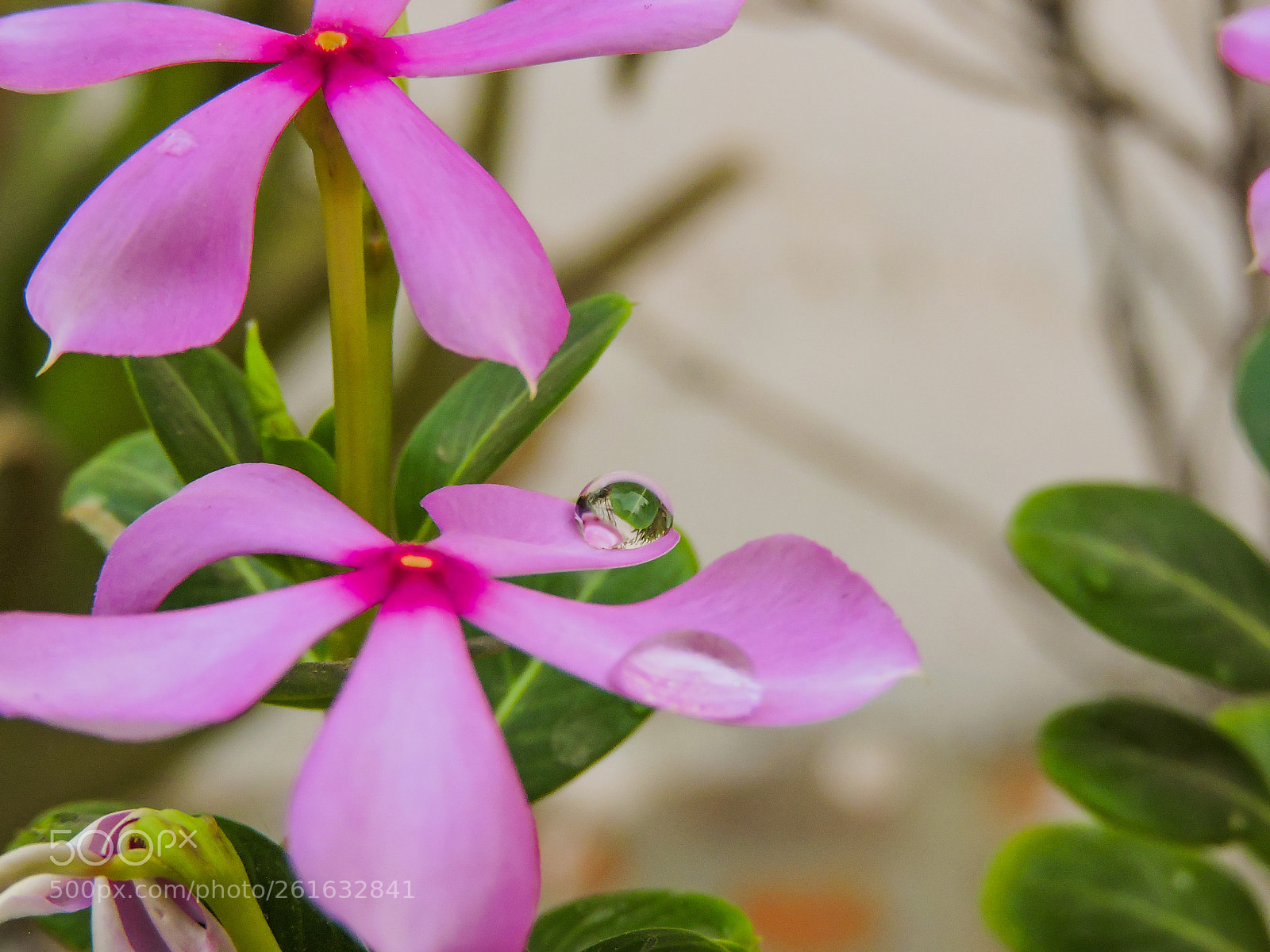 Nikon Coolpix P600 sample photo. Flower photography
