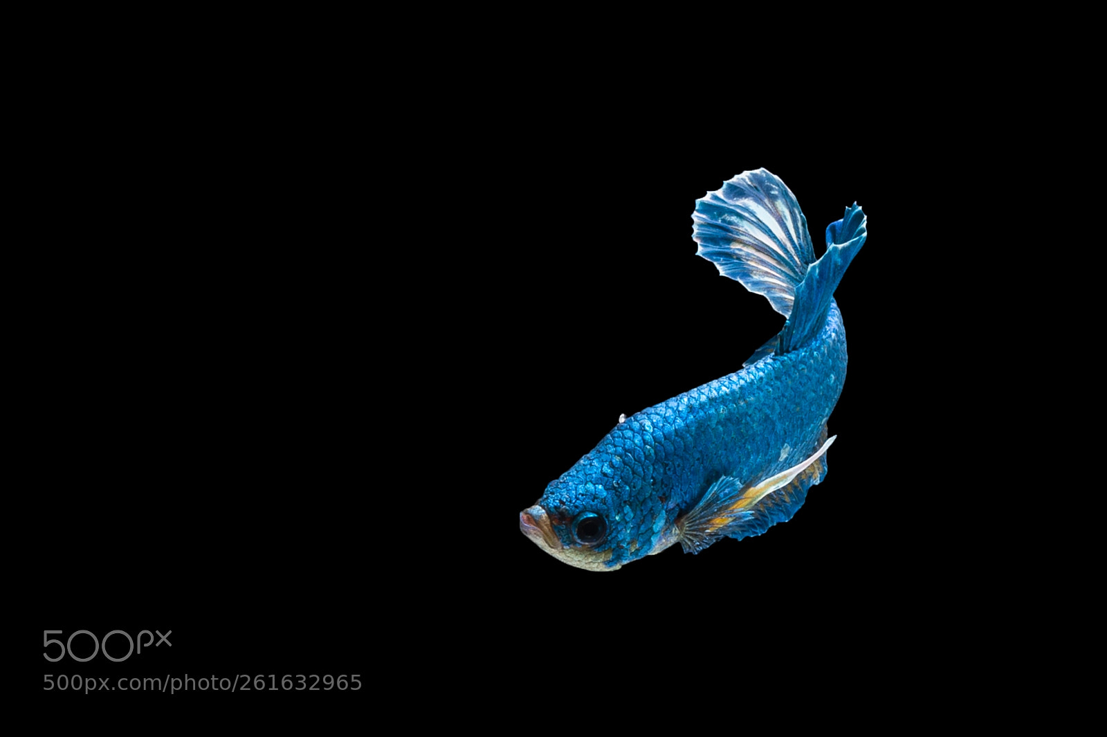 Nikon D4 sample photo. Siamese fighting fish photography