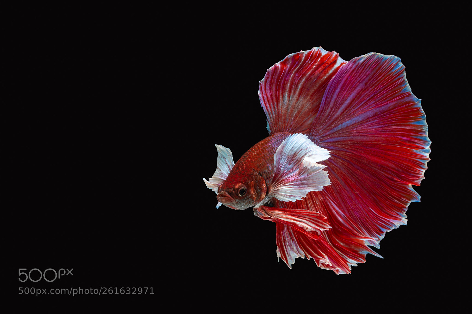 Nikon D4 sample photo. Siamese fighting fish photography